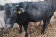 Sprzedam cielaczke jałowke