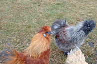 Koguty Siłki i Kochiny Miniaturowe