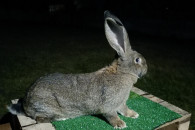 Króliki Olbrzym Belgijski