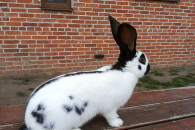 Króliki Olbrzym Srokacz