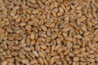 Sprzedam pszenice Euforia