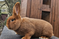 Nowozelandzki czerwony samiec