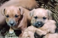 Oddam śliczne szczeniaczki