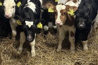 Sprzedam byczki trzytygodniowe