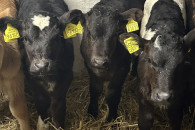 Sprzedam byczki sześciotygodniowe 8 sztuk