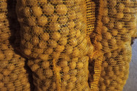 Riviera volumia drobny sadzeniak