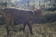 Jałówka /Cielaczka