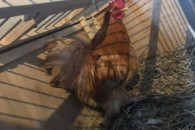 Koguty kochin miniturowy