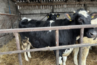 Jałówki wysokocielne