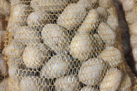 Ziemniaki jadalne Ignacy