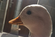 Call duck lub zamienię