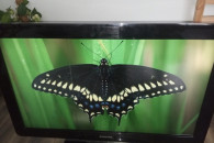 telewizor philips 32