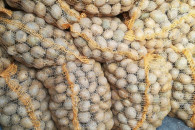 Ziemniaki Queen anna, Soraya, Vineta