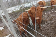 Stado Highland 5 sztuk Szkockie bydło górskie