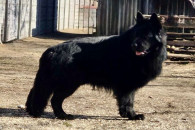 Owczarek Niemiecki Długowłosy Czarny Reprodukto