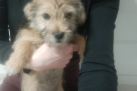 Wydam w dobre ręce wesołego pieska