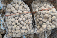 Sprzedam sadzeniaki DENAR