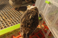 Przepiórki 4-tygodniowe