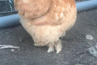 Parka kochin miniaturowy