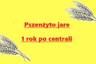 Pszenżyto jare - pierwszy rok po centrali