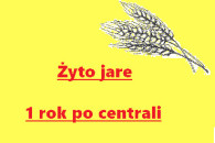Żyto jare - pierwszy rok po centrali