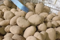 Sprzedam ziemniaki Jurek