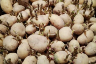 ziemniaki zakiełkowane w skrzynkach CARRERA