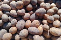 Ziemniaki / sadzeniaki - Mariola - 600 kg