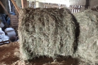 Siano z łąk stałych