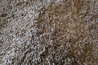 Sprzedam Owies z Jęczmieniem