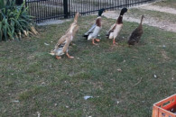 Jajka lęgowe kaczek biegusow