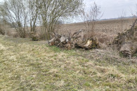 oddam za darmo gałęzie