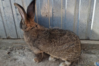 Samiec belg olbrzym belgijski