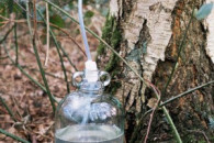 Sok z Brzozy Oskoła z własnego lasu