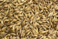 Mieszanka zbożowa jara