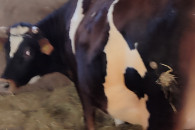 Jałówka wysokocielna