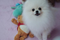 Pomeranian biały dziewczynka