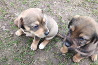 SLICZNE MAŁE SZCZENIACZKI