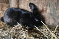 Króliki młode samice mieszańce 7-8 miesięcy