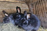 Króliki młode samce 7-8miesięcy