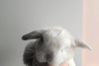 Mini lop - króliki