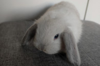 Mini lop - króliki
