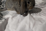 Mini lop - króliki