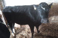 Jałówka wysokocielna