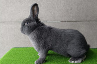 Wiedeński Niebieski