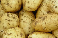 hurtowa świeżych ziemniaków we wszystk