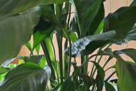 Skrzydłokwiat i sadzonki pomidorów