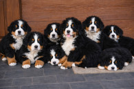 Berneński Pies Pasterski