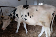 Jałówka wysokocielna