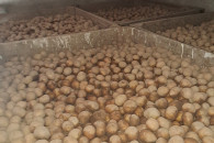 Ziemniaki odpadów 15 ton